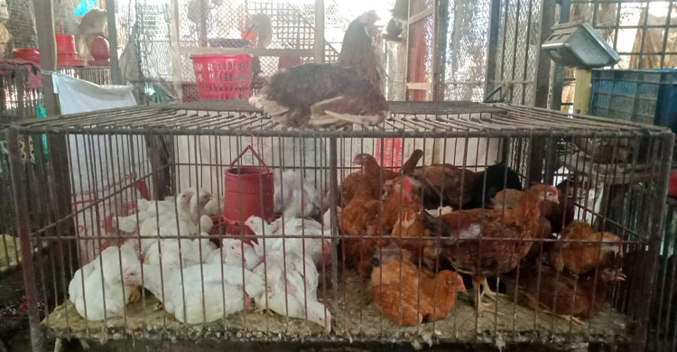 বরিশালে সরবরাহ বাড়ায় সবজির বাজারে স্বস্তি