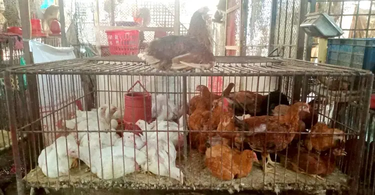 বরিশালে সবজির দাম কমরেও বেড়েছে কাঁচামরিচ-শসার