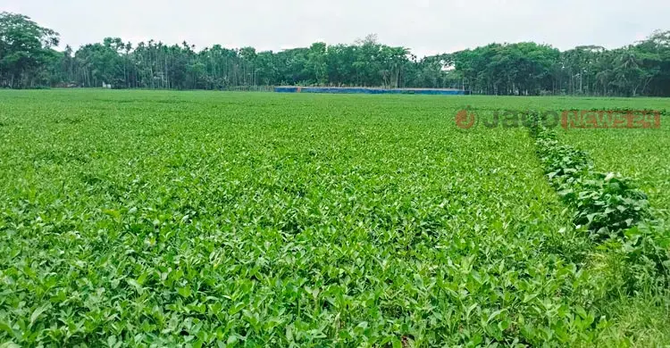 দক্ষিণের কৃষিতে চীনাবাদামে বাজিমাত