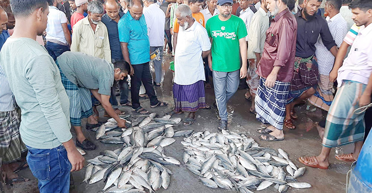 ভরা মৌসুমে ইলিশের আহরণ কমেছে ২৩ শতাংশ