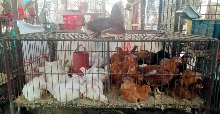 বরিশালে সবজির পর কমেছে মুরগির দাম