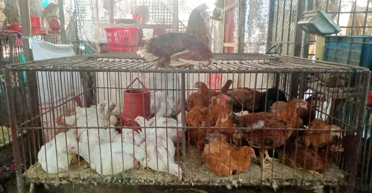 বরিশালে কমেছে সবজির দাম