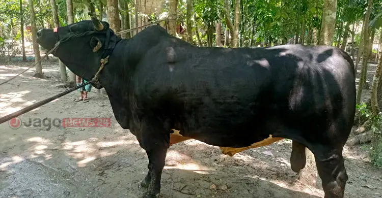 ৩৫ মণের ‘বাদশা’-কে নিয়ে বিপাকে যুবদল নেতা, মিলছে না ক্রেতা