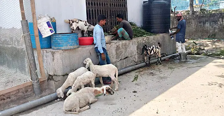 পানি শোধনাগারে দুম্বা-ছাগলের খামার, পাহারায় বিসিসির বেতনভুক্ত কর্মচারী