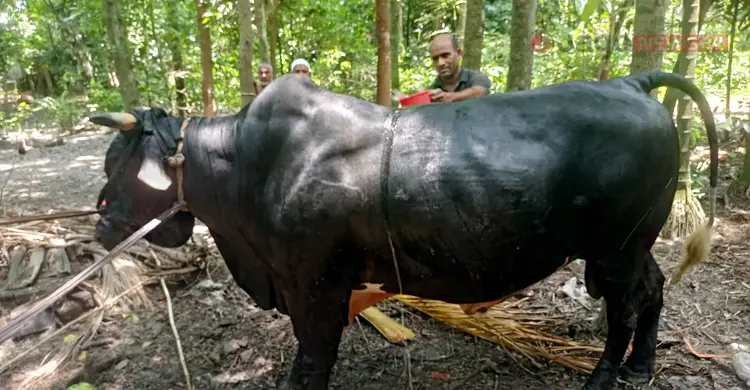 ৩৫ মণের &lsquo;বাদশা&rsquo;-কে নিয়ে বিপাকে যুবদল নেতা, মিলছে না ক্রেতা