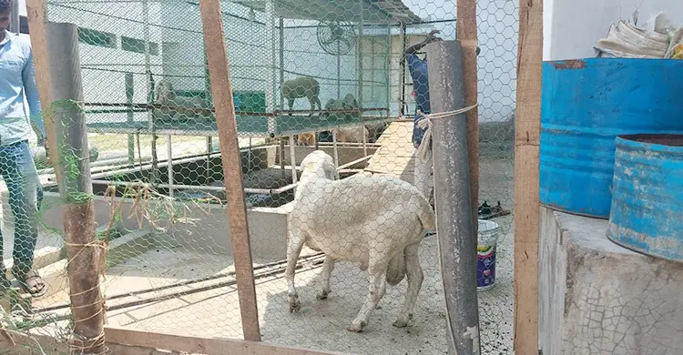 পানি শোধনাগারে দুম্বা-ছাগলের খামার, পাহারায় বিসিসির বেতনভুক্ত কর্মচারী