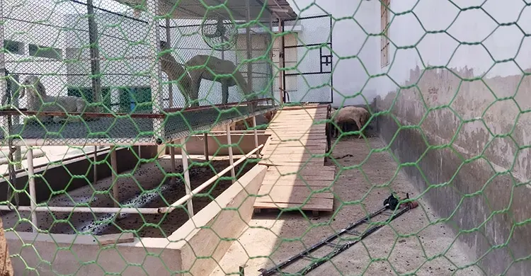 পানি শোধনাগারে দুম্বা-ছাগলের খামার, পাহারায় বিসিসির বেতনভুক্ত কর্মচারী