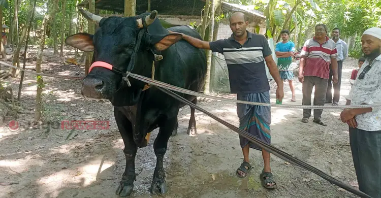 ৩৫ মণের &lsquo;বাদশা&rsquo;-কে নিয়ে বিপাকে যুবদল নেতা, মিলছে না ক্রেতা