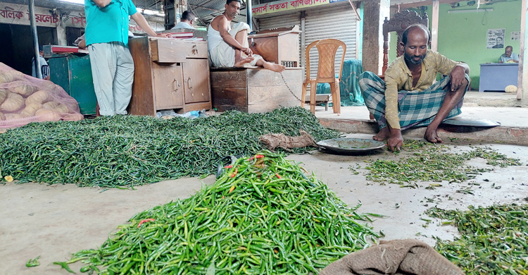 একদিনে ৫০০ টাকা কমলো কাঁচা মরিচের দাম
