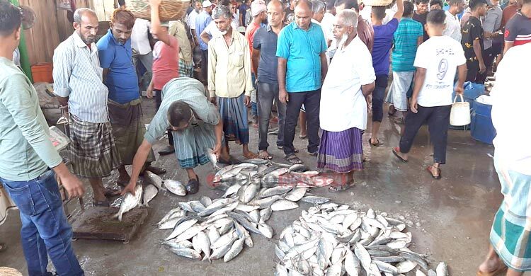 বরিশালে ভরা মৌসুমেও ইলিশের খরা: দাম আকাশচুম্বী