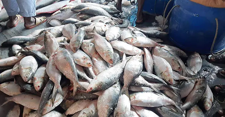 বরিশালে ইলিশের সরবরাহ দ্বিগুণ, মণে কমেছে ২০ হাজার টাকা