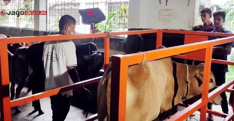 পশু বেচাকেনায় শত বছরের পুরোনো প্রথা বদলে দিচ্ছে ‘লাইভ ওয়েট’