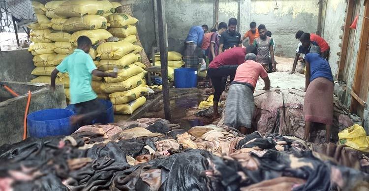 বরিশালে গরুর চামড়া ৩০০ টাকা, খাসির চামড়া ফ্রি!