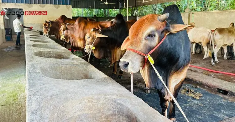 পশু বেচাকেনায় শত বছরের পুরোনো প্রথা বদলে দিচ্ছে ‘লাইভ ওয়েট’