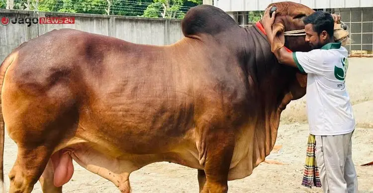 পশু বেচাকেনায় শত বছরের পুরোনো প্রথা বদলে দিচ্ছে ‘লাইভ ওয়েট’