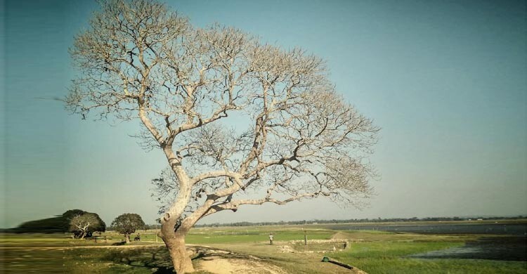 বিশাল বরুণ গাছটি আর নেই