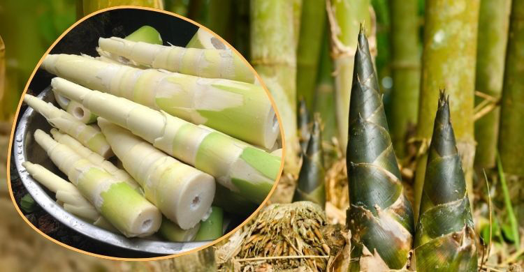কেমন বাঁশ খাবেন, বাঁশকোড়লের ৪ রেসিপি