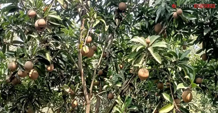 বিনার গবেষকদের নতুন সাফল্য ‘বিনা সফেদা-১’