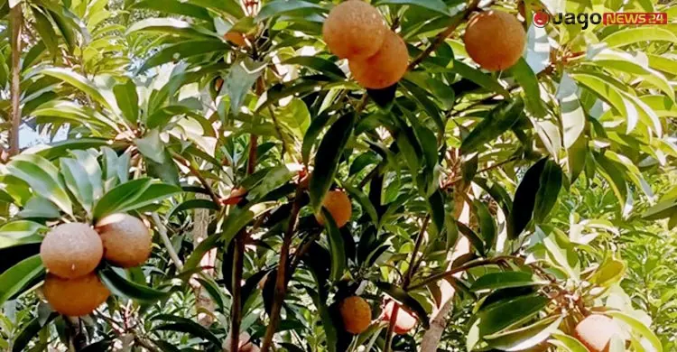 বিনার গবেষকদের নতুন সাফল্য ‘বিনা সফেদা-১’