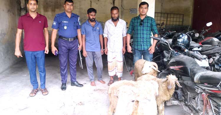 বাকৃবির চুরি হওয়া ১৩ ভেড়ার মধ্যে চারটি উদ্ধার, গ্রেফতার ২