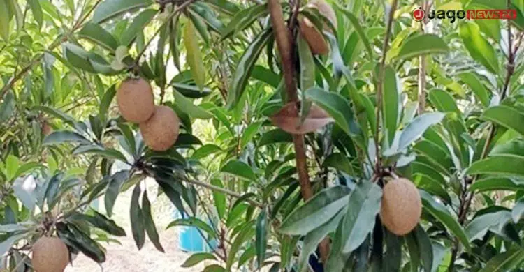 বিনার গবেষকদের নতুন সাফল্য ‘বিনা সফেদা-১’