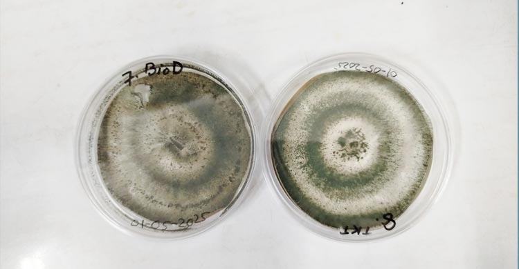 দেশের প্রথম দেশীয় প্রযুক্তির পরিবেশবান্ধব ছত্রাকনাশক উদ্ভাবন