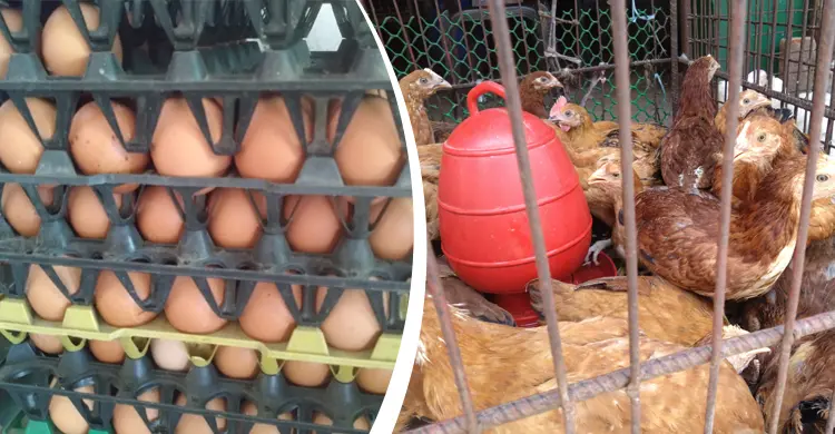 বেড়েছে ডিমের দাম, কমেছে মুরগির