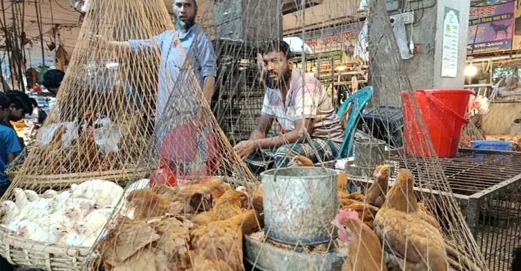 সোনালি মুরগির বিক্রি কমেছে