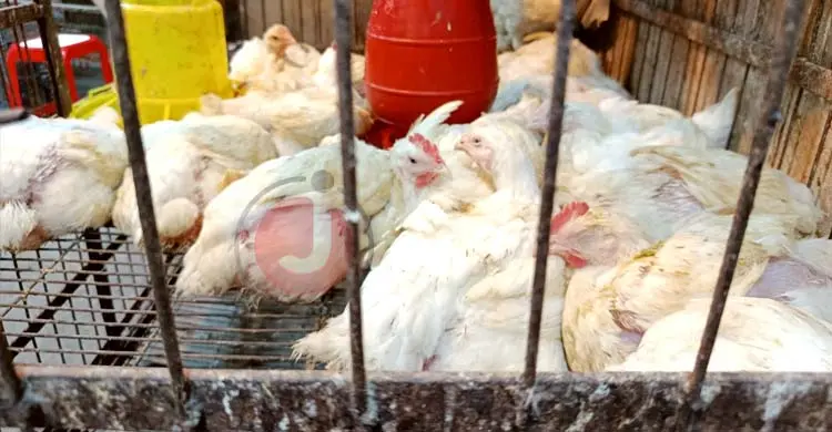 ব্রয়লার মুরগির দাম স্থিতিশীল