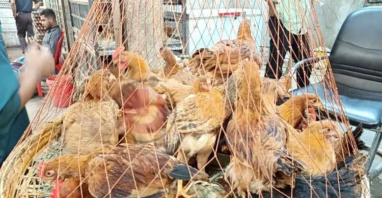 সোনালি মুরগি