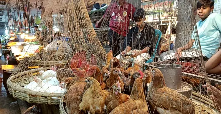 সোনালি মুরগির বিক্রি কমেছে বলে দাবি বিক্রেতাদের