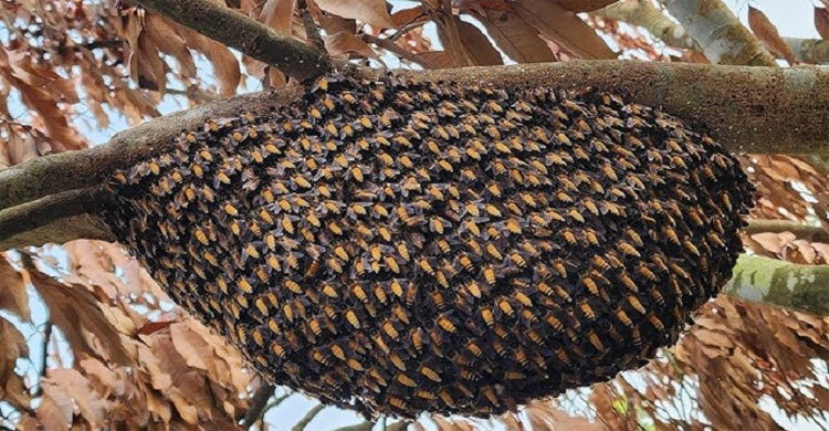 শ্রেণিকক্ষে মৌমাছির কামড়ে ১০ শিক্ষার্থী আহত