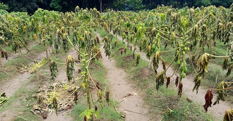 কৃষকের তিন বিঘা জমির পেঁপে গাছ নষ্ট করে দিলো দুর্বৃত্তরা