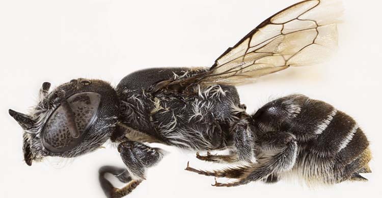 ২০ বছর পর শিং-যুক্ত ‘লুসিফার’ মৌমাছি আবিষ্কার