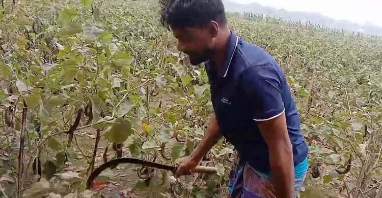বেগুনের কেজি ২ টাকা, ক্ষোভে সব গাছ কেটে ফেললেন কৃষক
