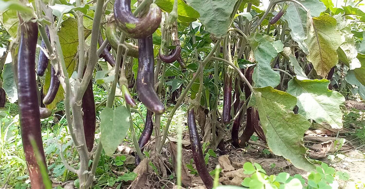 কৃষকের ৩ টাকার বেগুন খুচরা বাজারে ২০
