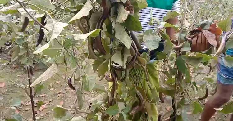 বেগুনের কেজি ২ টাকা, ক্ষোভে সব গাছ কেটে ফেললেন কৃষক