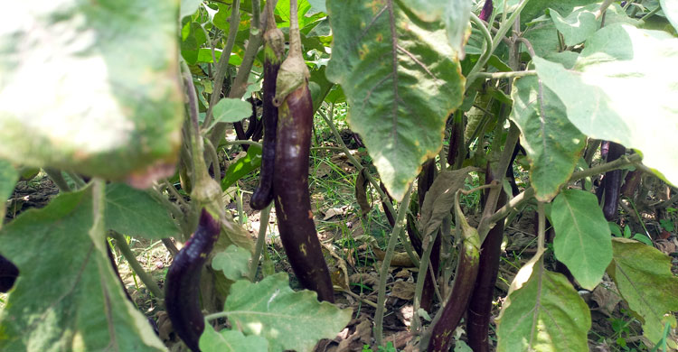 কৃষকের ৩ টাকার বেগুন খুচরা বাজারে ২০