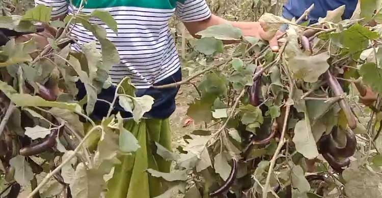বেগুনের কেজি ২ টাকা, ক্ষোভে সব গাছ কেটে ফেললেন কৃষক