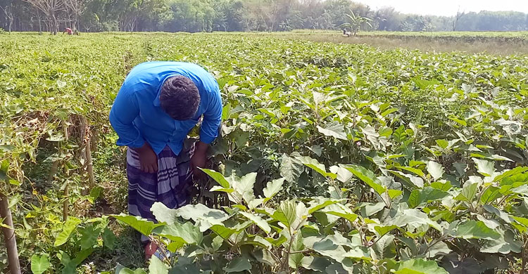 কৃষকের ৩ টাকার বেগুন খুচরা বাজারে ২০