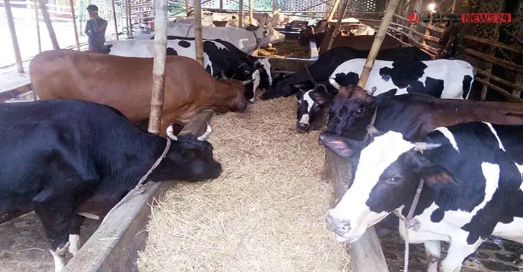 ‘হোটেলে’ থাকছে গরু, দিনে খরচ ২০০ টাকা