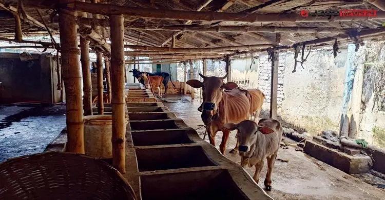 ‘হোটেলে’ থাকছে গরু, দিনে খরচ ২০০ টাকা