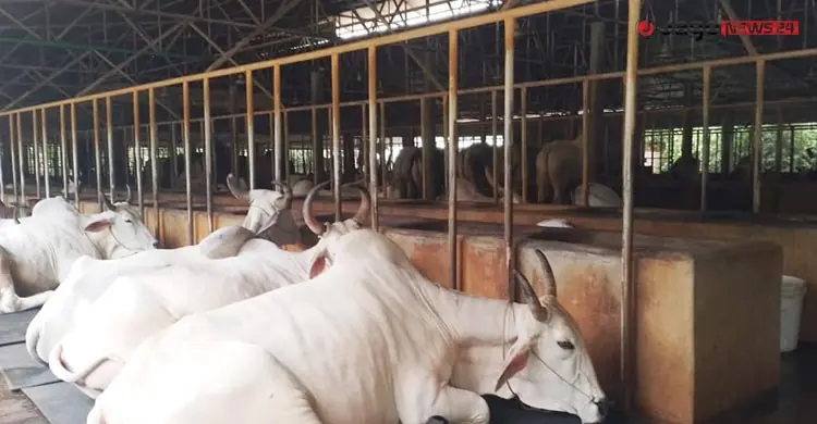 ‘হোটেলে’ থাকছে গরু, দিনে খরচ ২০০ টাকা