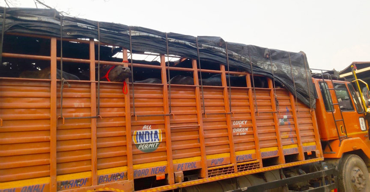 শুল্ক ছাড়াই ভারত থেকে বেনাপোলে এলো ১০৪ মহিষ