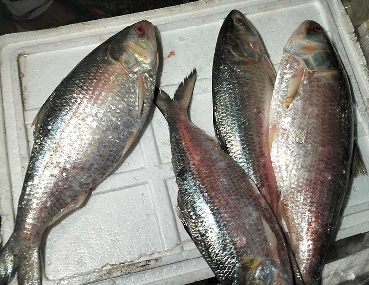 বেনাপোল দিয়ে সাতদিনে ভারতে গেলো ১০৩ টন ইলিশ