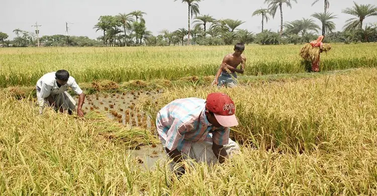 শার্শা-বেনাপোলে বোরো ধানের বাম্পার ফলনের হাতছানি