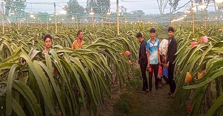 শার্শায় কৃত্রিম আলোয় ড্রাগন চাষে তিনগুণ ফলন