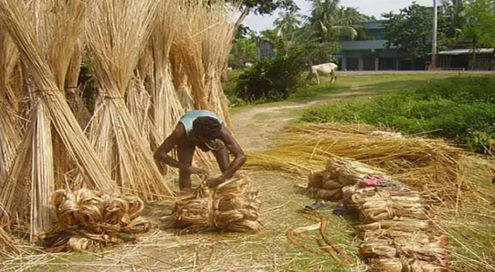 jute
