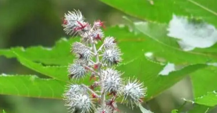 বাংলাদেশের মাটি ভেন্না চাষের জন্য উপযোগী