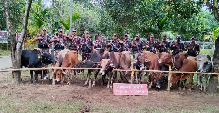 সুনামগঞ্জ সীমান্তে ভারতীয় ১৪ গরু আটক